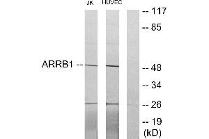 Western blot analysis of extracts from Jurkat cells and HUVEC cells, using ARRB1 antibody. (beta Arrestin 1 抗体)