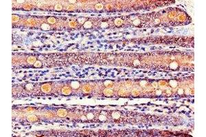 Immunohistochemistry of paraffin-embedded human small intestine tissue using ABIN7163979 at dilution of 1:100 (KCNE1 抗体  (AA 85-129))