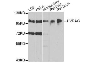Western blot analysis of extracts of various cell lines, using UVRAG antibody. (UVRAG 抗体  (AA 501-699))