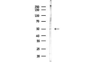 anti-Fc Fragment of IgE Receptor Ia (FCER1A) (C-Term) antibody