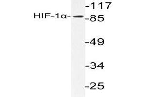 Western blot analysis of HIF1 alpha antibody  in extracts from LOVO cells. (HIF1A 抗体)