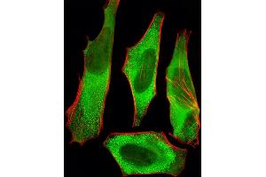 Fluorescent image of Hela cells stained with XAF1 Antibody (C-term) (ABIN6242701 and ABIN6577426). (XAF1 抗体  (C-Term))