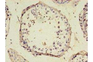 Immunohistochemistry of paraffin-embedded human testis tissue using ABIN7168967 at dilution of 1:100 (SRSF1 抗体  (AA 1-183))