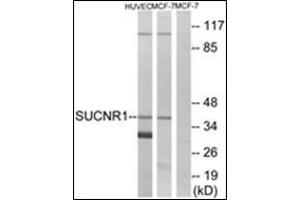 Western blot analysis of extracts from HuvEc/MCF-7 cells, using SUCNR1 Antibody. (SUCNR1 抗体)