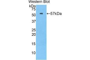 Western Blotting (WB) image for anti-Myxovirus Resistance Protein 1 (MX1) (AA 43-308) antibody (ABIN1859915) (MX1 抗体  (AA 43-308))