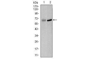 Image no. 3 for anti-Polo-Like Kinase 1 (PLK1) antibody (ABIN1500277) (PLK1 抗体)