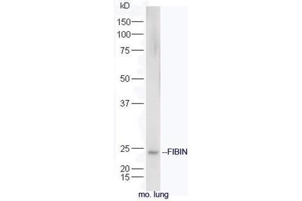 FIBIN 抗体  (AA 101-200)