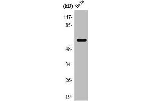 Western Blotting (WB) image for anti-Rabaptin, RAB GTPase Binding Effector Protein 2 (RABEP2) (Internal Region) antibody (ABIN7187892)