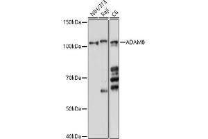 Western blot analysis of extracts of various cell lines, using  antibody (ABIN6131154, ABIN6136536, ABIN6136537 and ABIN6214775) at 1:1000 dilution. (ADAM8 抗体  (AA 17-300))
