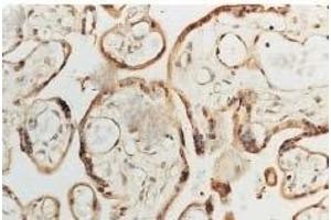 Immunohistochemistry analysis using Rabbit Anti-SOD1 Polyclonal Antibody (ABIN361645 and ABIN361646). (SOD1 抗体)