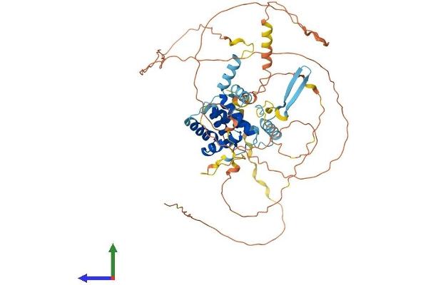 CABLES1 Protein (AA 1-568) (His tag)