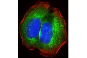Immunofluorescent analysis of 4 % paraformaldehyde-fixed, 0. (RPS18 抗体  (AA 62-91))