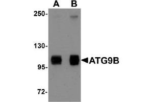 AP20065PU-N ATG9B antibody staining of HeLa Cell Lysate by Western Blotting at (A) 1 and (B) 2 µg/ml (ATG9B 抗体  (C-Term))