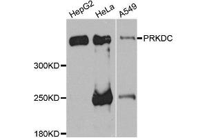 Western blot analysis of extracts of various cell lines, using PRKDC antibody. (PRKDC 抗体)