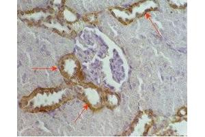 Rat kidney tissue was stained by Anti-RFRP (56-92) (Human) Serum (NPVF 抗体  (amidated, Preproprotein))
