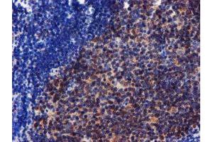 Image no. 2 for anti-Coiled-Coil-Helix-Coiled-Coil-Helix Domain Containing 5 (CHCHD5) (AA 1-110) antibody (ABIN1490560) (CHCHD5 抗体  (AA 1-110))