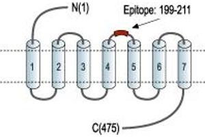 Representative domain view of the target of ABIN7235250. (Dopamine Receptor D5 (DRD5) Peptide)