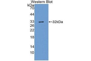 Western Blotting (WB) image for anti-Hepatitis A Virus Cellular Receptor 1 (HAVCR1) (AA 22-237) antibody (ABIN3207867) (HAVCR1 抗体  (AA 22-237))