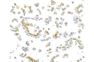Immunocytochemistry (ICC) image for anti-Epithelial Cell Adhesion Molecule (EPCAM) (AA 24-265) antibody (ABIN7455170) (Recombinant EpCAM 抗体  (AA 24-265))