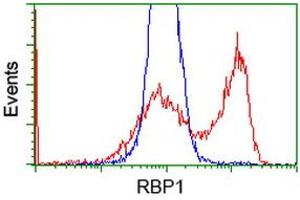 Image no. 2 for anti-Retinol Binding Protein 1, Cellular (RBP1) antibody (ABIN1497626)