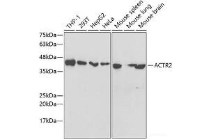Western blot analysis of extracts of various cell lines using ACTR2 Polyclonal Antibody at dilution of 1:1000. (ACTR2 抗体)