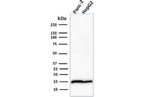 Western Blot Analysis of Human Panc-2 and HepG2 cell lysate using Frataxin Mouse Monoclonal Antibody (FXN/2124). (Frataxin 抗体  (AA 57-210))
