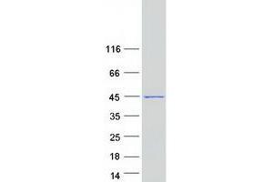 Western Blotting (WB) image for Nudix (Nucleoside Diphosphate Linked Moiety X)-Type Motif 13 (NUDT13) protein (Myc-DYKDDDDK Tag) (ABIN2727745)