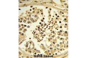 Immunohistochemistry (IHC) image for anti-Importin 11 (IPO11) antibody (ABIN3003903) (Importin 11 抗体)