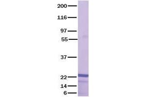 Validation with Western Blot (FGF4 蛋白)