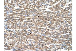COX4I1 antibody was used for immunohistochemistry at a concentration of 2. (COX IV 抗体  (N-Term))