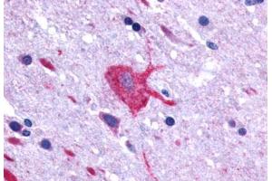 Anti-LGR4 antibody  ABIN1049006 IHC staining of human brain, neurons and glia. (LGR4 抗体  (C-Term))
