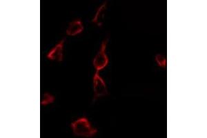 ABIN6275320 staining 293 by IF/ICC. (NCOA4 抗体  (C-Term))