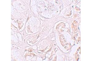 Immunohistochemistry (IHC) image for anti-SLAM Family Member 9 (SLAMF9) (C-Term) antibody (ABIN1030673) (SLAMF9 抗体  (C-Term))