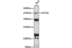 Western blot analysis of extracts of 293T cells, using KA antibody (ABIN7268768) at 1:1000 dilution. (MYST3 抗体  (AA 800-1000))