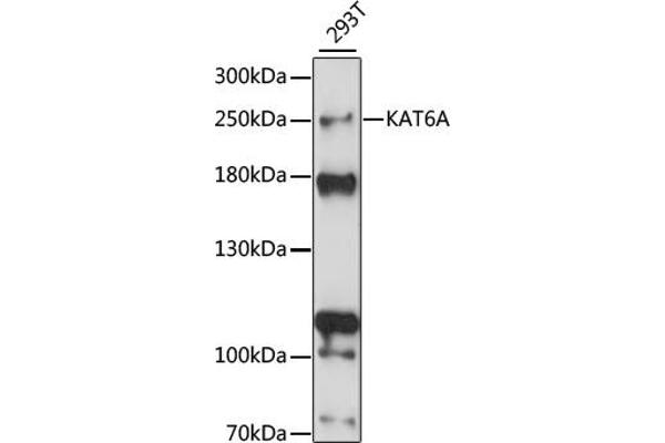 MYST3 antibody  (AA 800-1000)