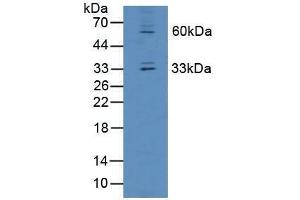 Western blot analysis of Mouse Liver Tissue. (OIT3 抗体  (AA 297-506))