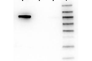 Western Blotting (WB) image for anti-V-Akt Murine Thymoma Viral Oncogene Homolog 1 (AKT1) (Internal Region) antibody (FITC) (ABIN5596666)