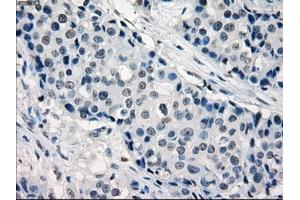 Image no. 9 for anti-Interferon Regulatory Factor 3 (IRF3) antibody (ABIN1498899) (IRF3 抗体)