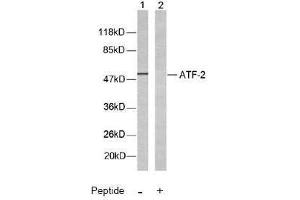 Image no. 2 for anti-Activating Transcription Factor 2 (ATF2) (Thr51), (Thr69) antibody (ABIN197146) (ATF2 抗体  (Thr51, Thr69))
