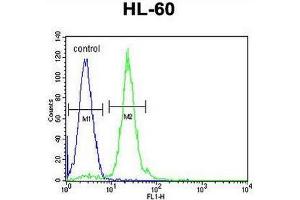 CPT1C Antibody (C-term) flow cytometric analysis of HL-60 cells (right histogram) compared to a negative control cell (left histogram). (CPT1C 抗体  (C-Term))