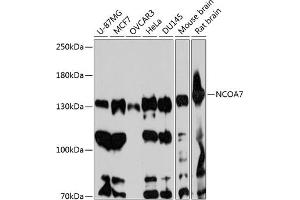 Western blot analysis of extracts of various cell lines, using NCO antibody (ABIN6129655, ABIN6144417, ABIN6144418 and ABIN6217922) at 1:3000 dilution.