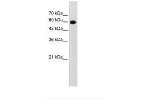 Image no. 1 for anti-Cell Division Cycle 23 (CDC23) (AA 101-150) antibody (ABIN203478) (CDC23 抗体  (AA 101-150))