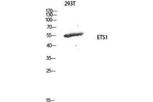 Western Blot (WB) analysis of 293T cells using ETS1 Polyclonal Antibody. (ETS1 抗体  (Ser369))