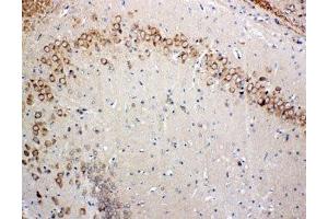 IHC-P: Glutaredoxin 2 antibody testing of rat brain tissue (Glutaredoxin 2 抗体  (Middle Region))