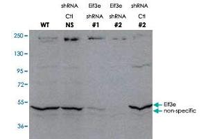 Western blot using Eif3e polyclonal antibody  shows detection of endogenous Eif3e. (EIF3E 抗体  (C-Term))