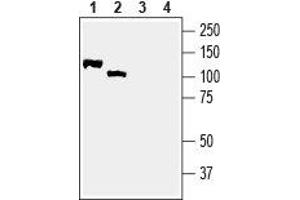 Western blot analysis of rat brain membranes (lanes 1 and 3) and mouse brain lysate (lanes 2 and 4): - 1,2. (Neuregulin 2 抗体  (Extracellular, N-Term))