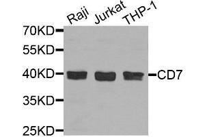 Western blot analysis of extracts of various cells, using CD7 antibody. (CD7 抗体)