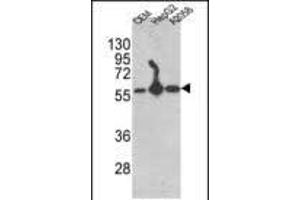 Western blot analysis of P4HB Antibody (C-term) (ABIN389450 and ABIN2839519) in CEM,HepG2, cell line lysates (35 μg/lane). (P4HB 抗体  (C-Term))