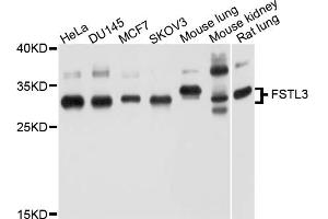 Western blot analysis of extracts of various cell lines, using FSTL3 antibody (ABIN4903702) at 1:1000 dilution. (FSTL3 抗体)