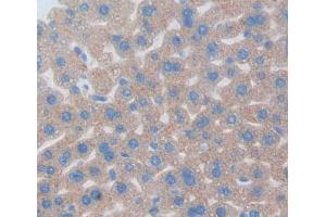 IHC-P analysis of liver tissue, with DAB staining. (Nucleobindin 1 抗体  (AA 26-413))